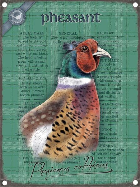 Schild Pheasant – Fasan