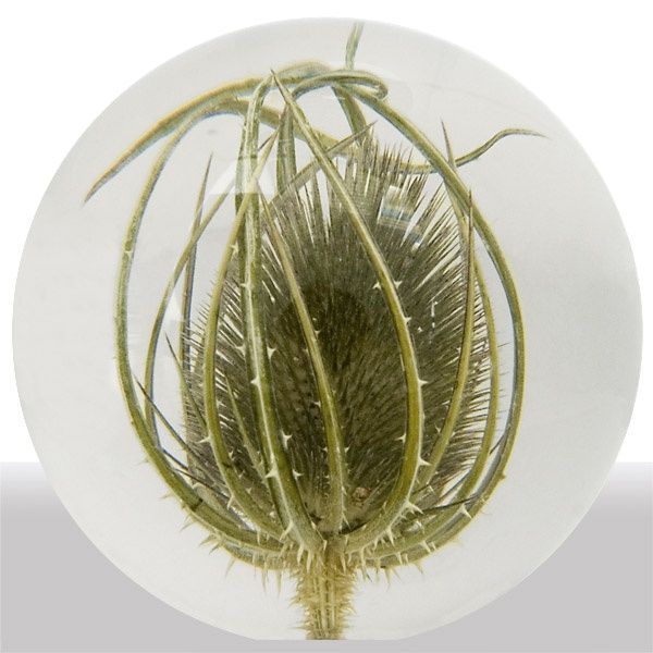 Briefbeschwerer Karde (Teasel), Hafod Grange