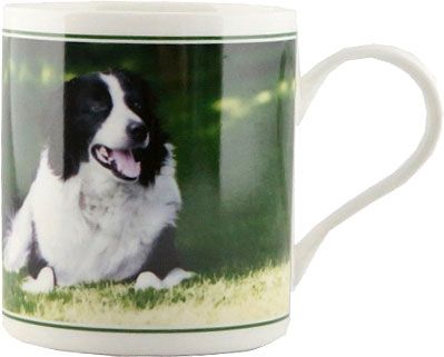 Becher Border Collie