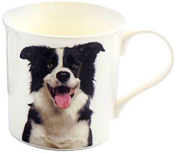 Becher Border Collie, Portrait