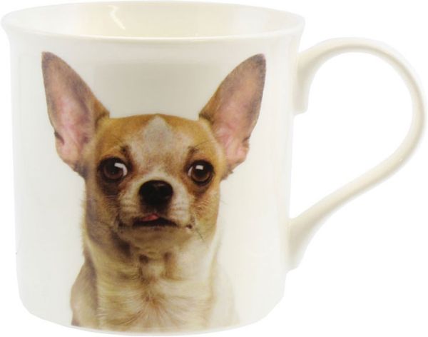 Becher Chihuahua, Portrait
