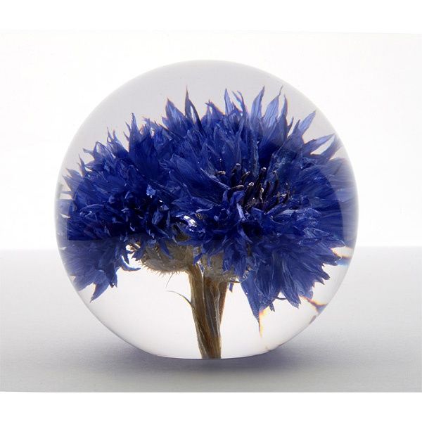 Briefbeschwerer Kornblume (Cornflower), klein, Hafod Grange